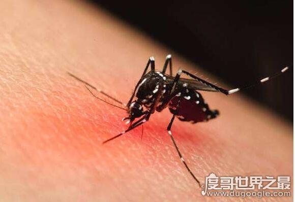 世界上最毒的蚊子，白纹伊蚊(是多种疾病传播的媒介)