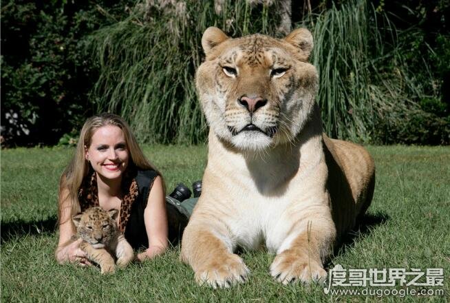 世界上最大的猫科动物，狮子和老虎杂交产物狮虎兽(体积是老虎两倍)