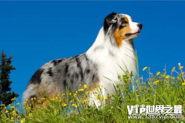 什么狗最聪明？世界上最聪明的十种狗狗排名(边境牧羊犬排名第1)