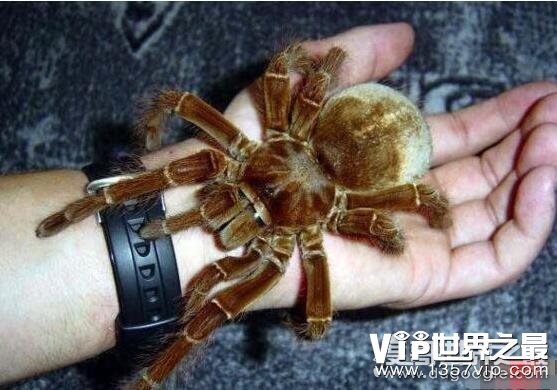 世界十大巨型蜘蛛盘点，亚马逊巨人食鸟蛛最长可达30厘米
