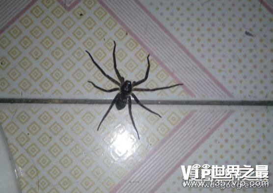 世界十大巨型蜘蛛盘点，亚马逊巨人食鸟蛛最长可达30厘米