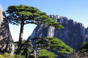 黄山十大名松，是黄山绝美奇景(每一株都展现着自然之美)