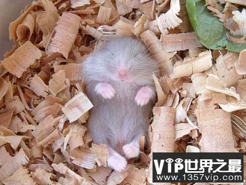 地球上冬眠时间最长的动物：睡鼠