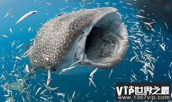 世界上最最最大的鱼