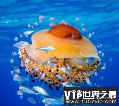 世界上最可爱的水母——蛋黄水母