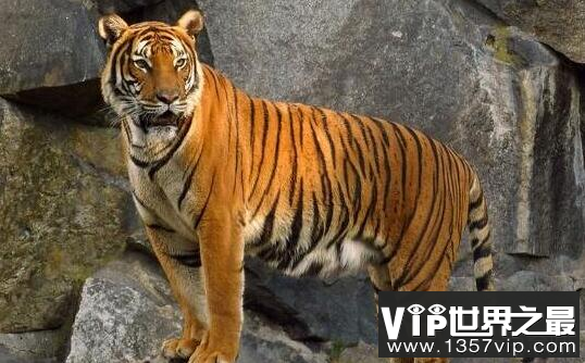 世界上最凶猛老虎排名