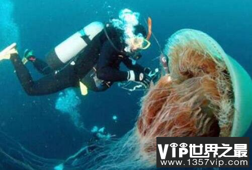 世界上最大的水母——北极霞水母