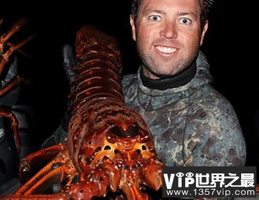 世界上最大的龙虾品种，活了134年