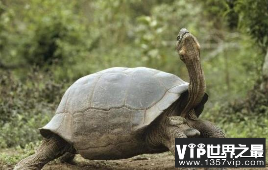 世界上最大的陆龟，加拉帕戈斯象龟