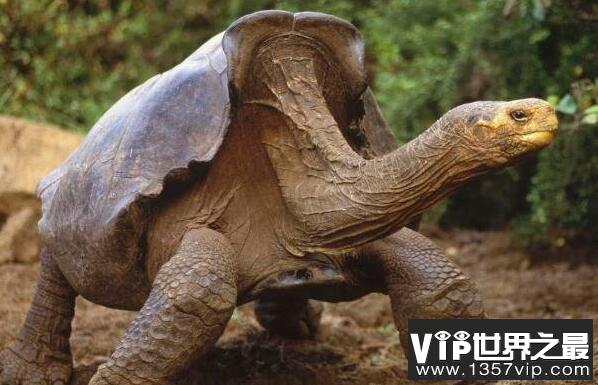 世界上最大的陆龟，加拉帕戈斯象龟