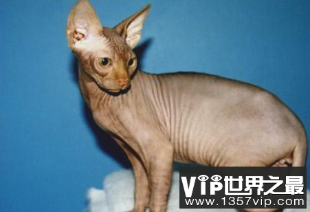世界上最丑的猫Spinks猫有很少的毛皮和很多的褶皱