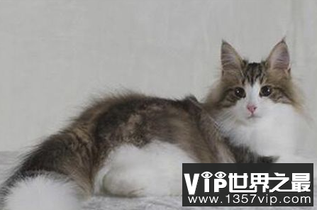 世界上最耐冷的猫可以适应零下16度