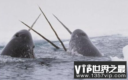 世界上最奇怪的鲸鱼有近3米长的牙齿