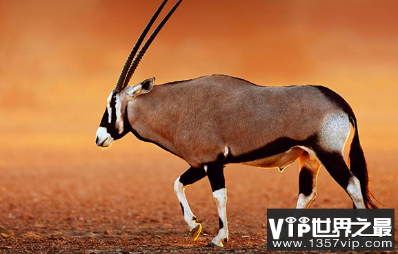 世界上最大的羚羊,非洲羚羊,体重超过1吨