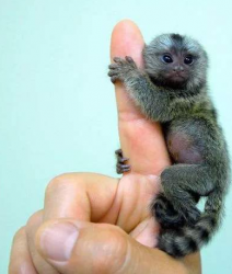 它是世界上最小的猴子——指猴