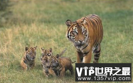 世界上最小的老虎苏门答腊虎的重量不到西伯利亚虎的一半