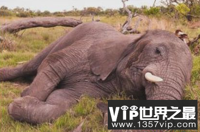 世界上最不眠的动物野生大象一天只睡2.5个小时