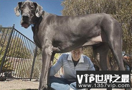 世界上最大的狗可以站在超过一米的高度超过两米