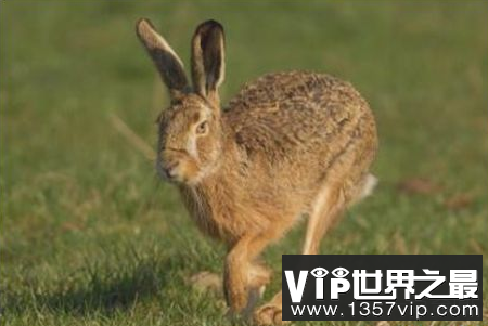 世界上最快的兔子可以达到每小时72公里
