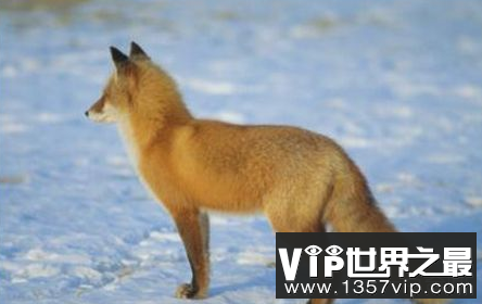 世界上最大的狐狸红狐可以超过70厘米长