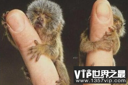 世界上最小的猴子矮子身长超过10厘米