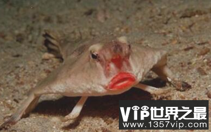 世界上有红嘴唇的鱼和口红一样明亮