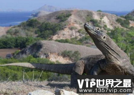 世界上最大的蜥蜴Comodo蜥蜴长达3米,攻击人类