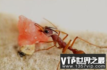 世界上最大的蚂蚁可以击败蜜蜂3.7厘米