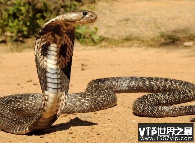 眼镜王蛇 5.7米