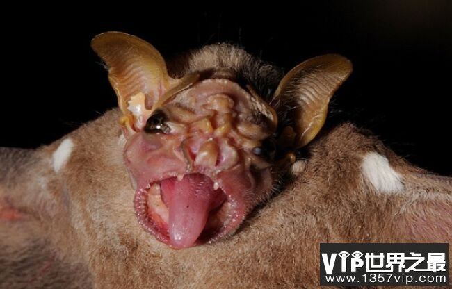 The Wrinkled Face Bat