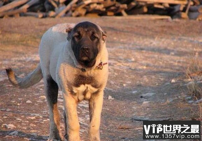 土耳其坎高犬