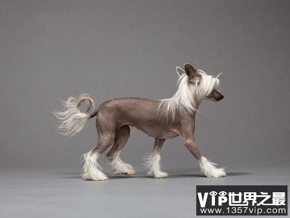 中国冠毛犬