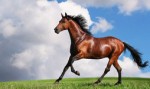 世界十大最昂贵的马的品种 阿拉伯马排名第一