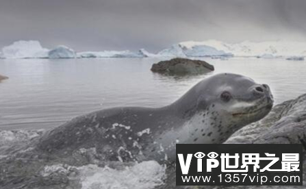 世界上最凶猛的海豹猎豹猎杀了其他海豹
