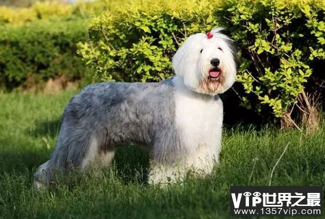 十大最可爱的英国狗 杰克罗素梗排名第一