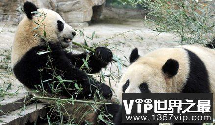首例圈养大熊猫野外引种产下并存活的大熊猫双胞胎