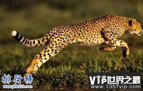 盘点十种陆地速度最快的动物，猎豹第一时速可达125公里