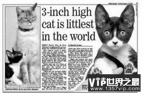 世界上体型最小的猫咪，是变异还是虚构?