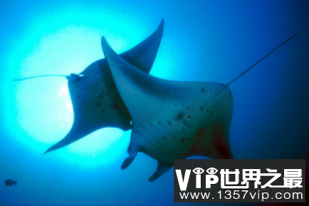浙江渔民捕获巨大魔鬼鱼，网友称第一次见到如此巨型魔鬼鱼（图）！