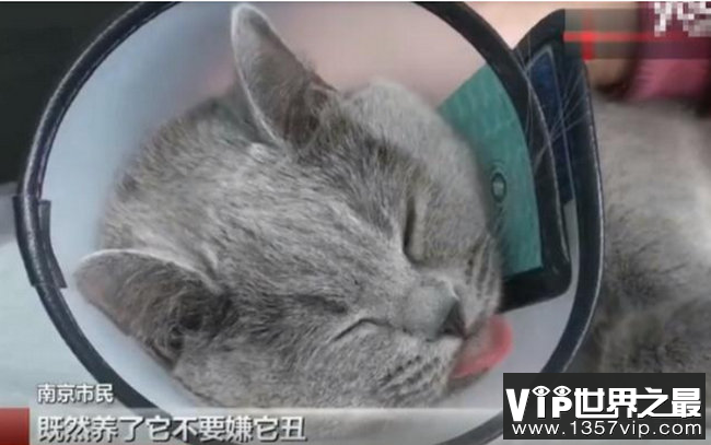 猫咪被迫做了整形手术