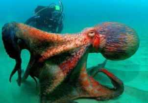 世界上最大的章鱼太平洋巨型章鱼，体重超成年人两倍多(周长5米)