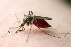 世界上杀人最多动物排行，蚊子排第二(第一竟然是人类)