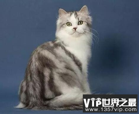 世界上最粘人的五种猫