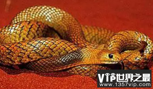 世界上最毒的十种蛇