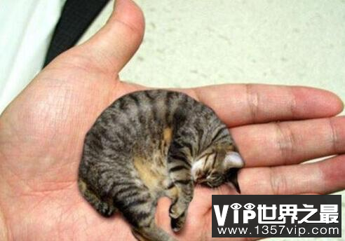 世界上体型最小的猫：皮堡斯