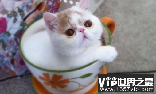 世界上最小的猫种：新加坡猫