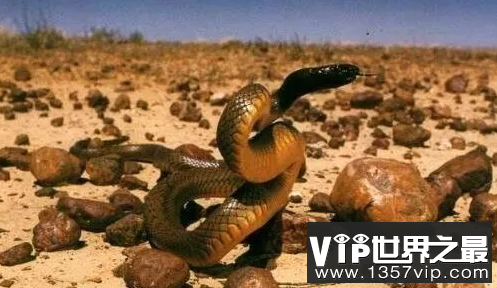 世界上最毒的毒蛇是什么蛇