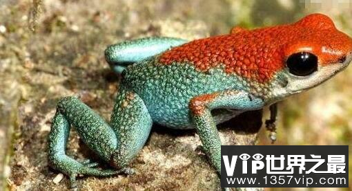 世界最毒青蛙，红带箭毒蛙