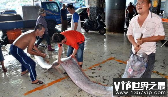 世界最长的鱼：龙王鱼,最长7.6米