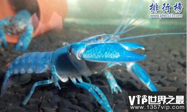 世界上最大的蓝魔虾:长30CM重500克,相当于3只小龙虾(图片)
